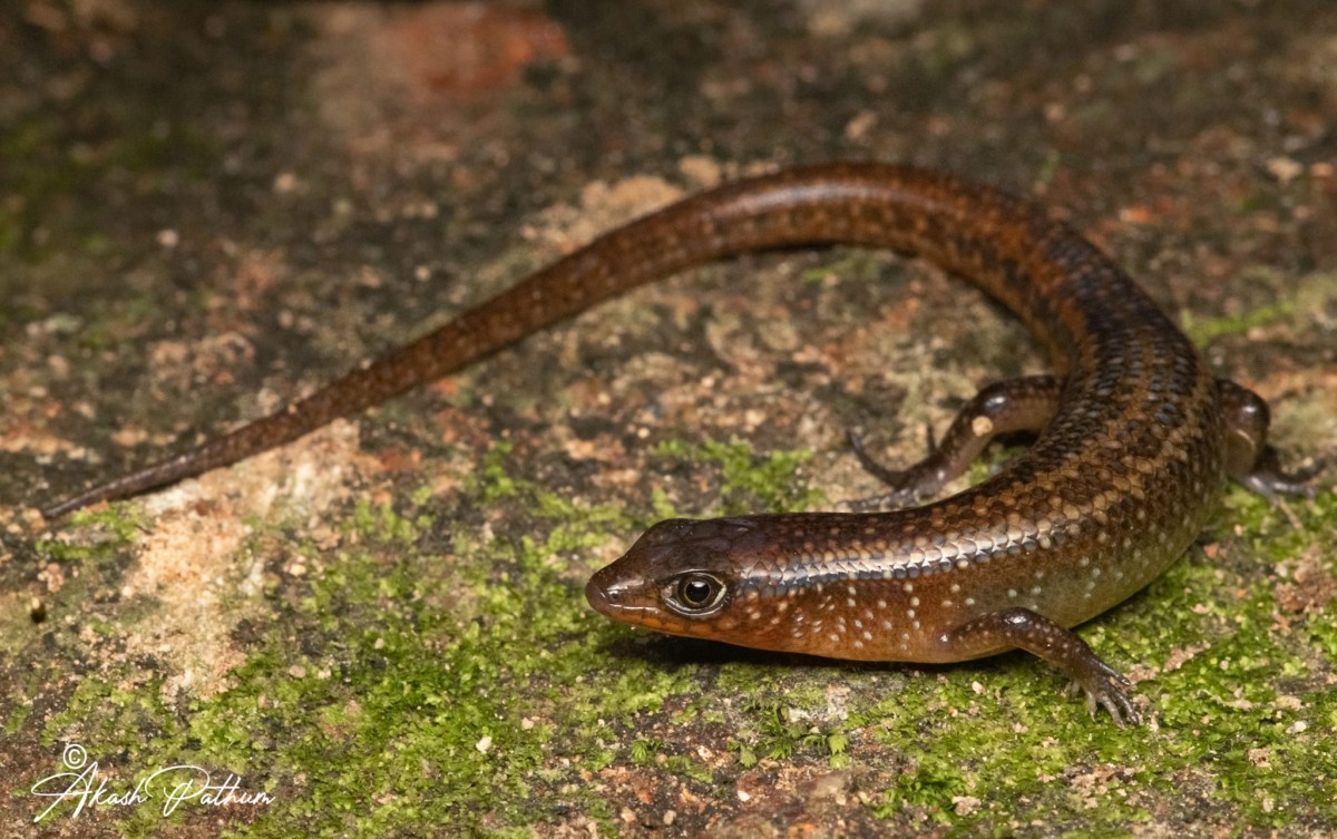 Lankascincus dorsicatenatus Deraniyagala, 1953